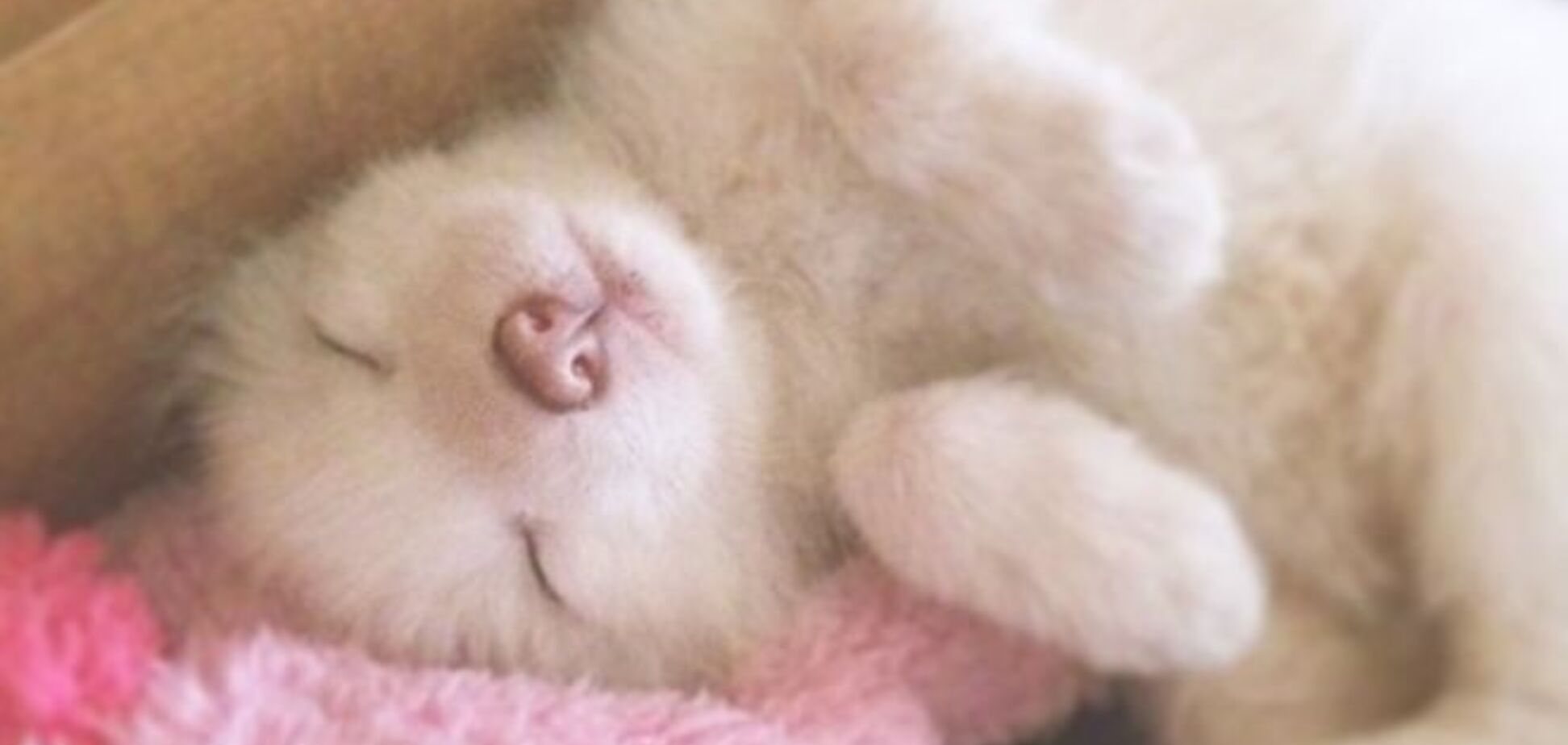 Белый лисенок побил всех котиков и песиков в милоте: мимишные фото