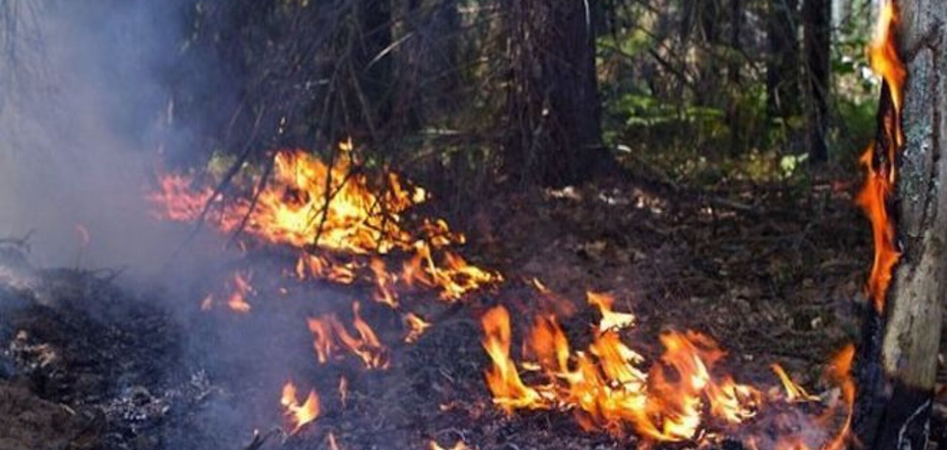 Борейко рассказал, кто устроил пожар в Чернобыльской зоне