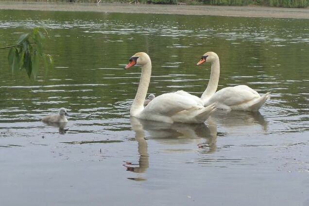 На Киевщине лебеди пытались спасти птенца, им помогли люди