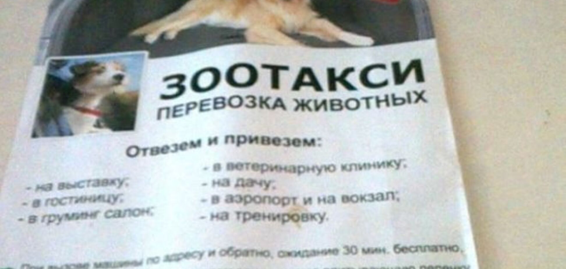 В Киеве появилось такси для собак и котов