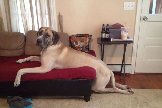 Эти 20 собак знают, как поудобнее устроиться на диване