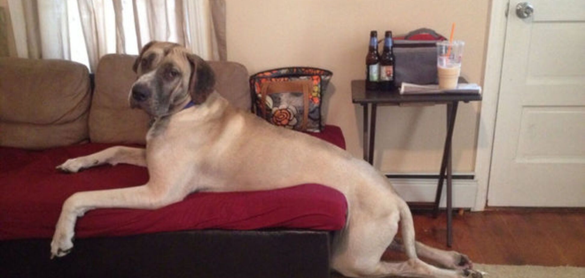 Эти 20 собак знают, как поудобнее устроиться на диване