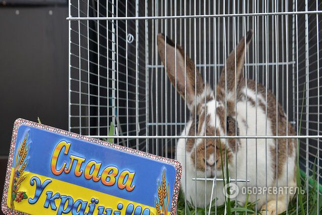 Фоторепортаж из-под Рады: кролик на порохе, виселица и золотая батарея