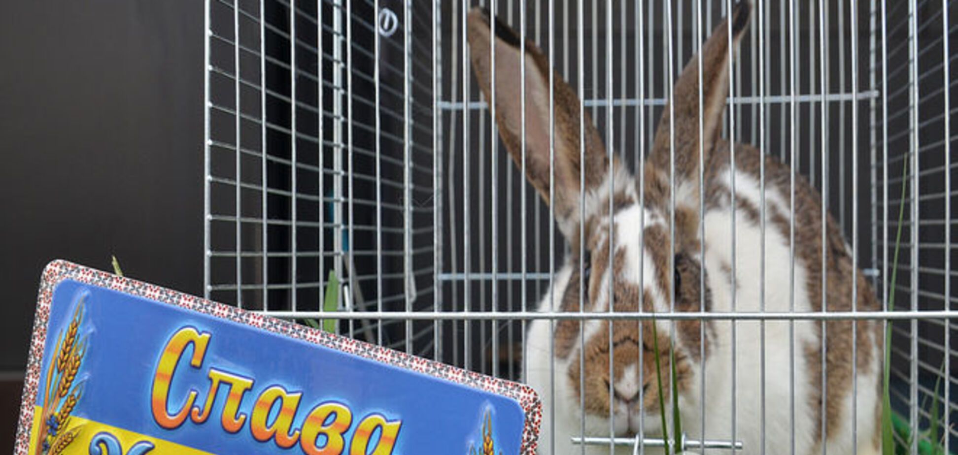 Фоторепортаж из-под Рады: кролик на порохе, виселица и золотая батарея