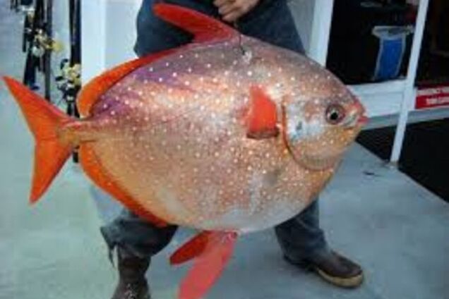 Ученые нашли первую в мире теплокровную 'лунную' рыбу