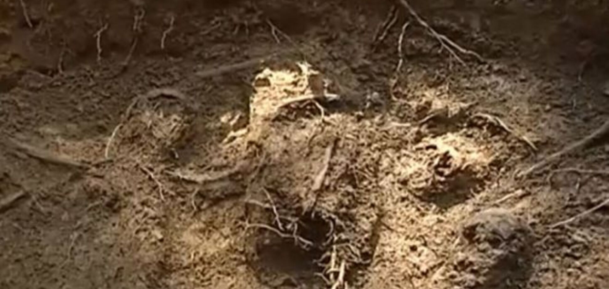 В Карпатах обнаружены новые свидетельства ужасных преступлений НКВД: опубликовано видео