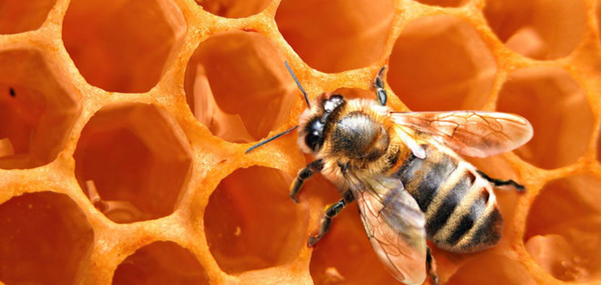 Сладкая жизнь под угрозой: в США массово гибнут пчелы