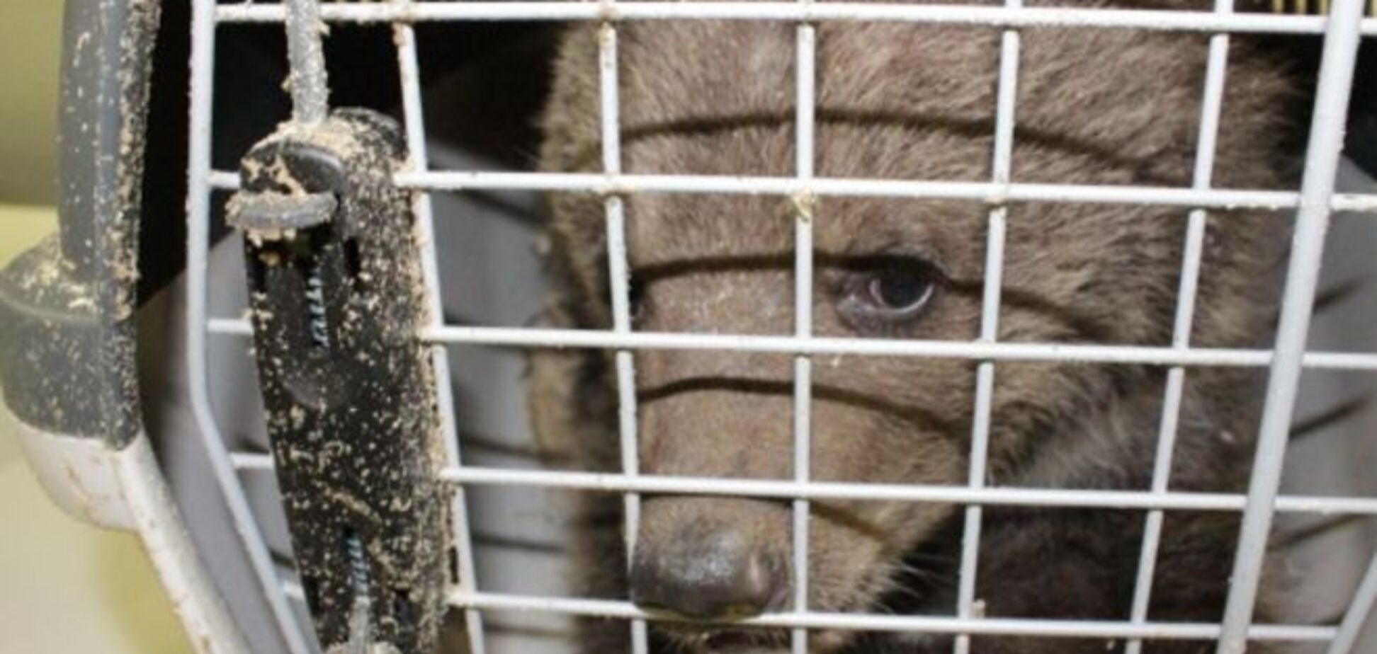 Киевские бурые медвежата пытались иммигрировать в ОАЭ в дорожных сумках: фото из аэропорта 'Борисполь'