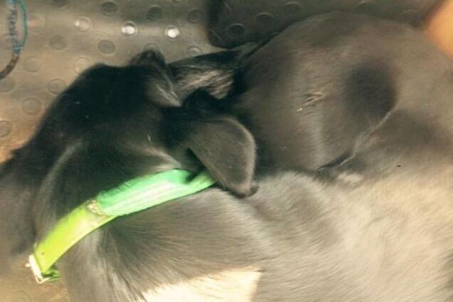 В киевской маршрутке ездит собака-потеряшка: фото