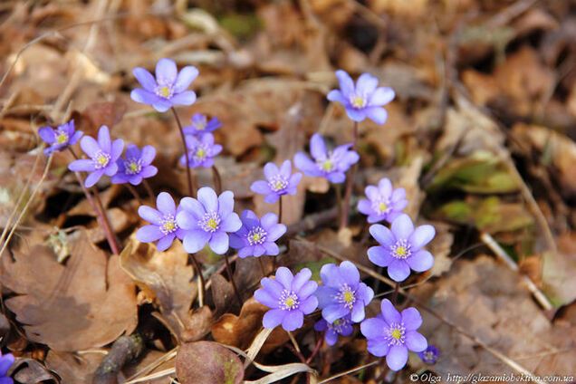 7 живописных мест Украины, где весна расцвела ярче всего