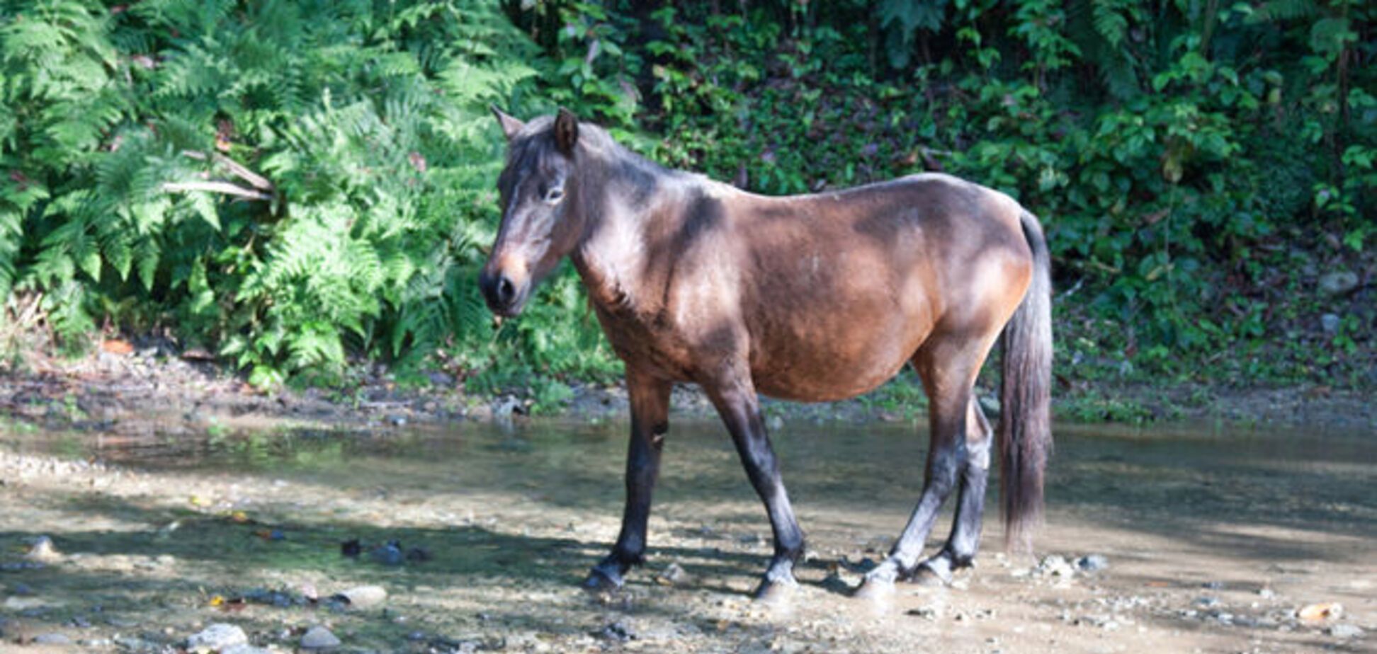 В киевском парке из-за коня произошел 'поучительный переполох'