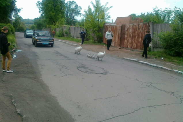Провели в зону АТО: в Виннице семью лебедей охранял кортеж ГАИ - фото и видеофакт