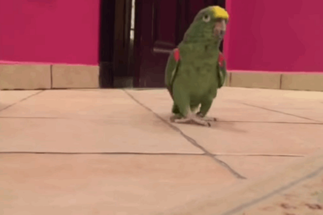 Попугай с 'злодейским' смехом взорвал интернет: уморительное видео