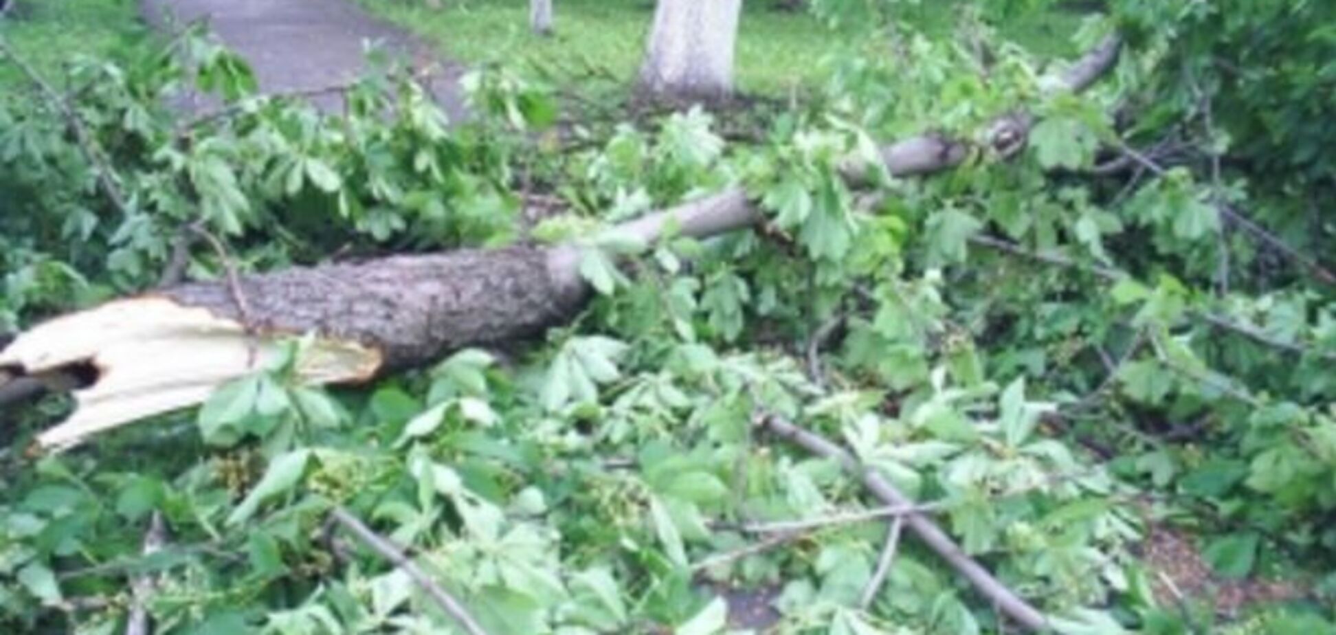 В Киеве упавшее дерево убило пенсионера