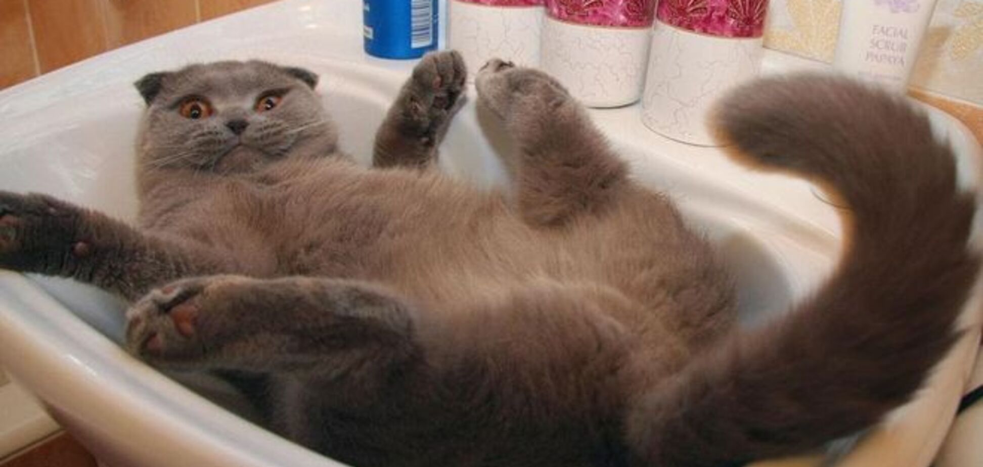 YouTube определил самых популярных котов в интернете: опубликовано видео