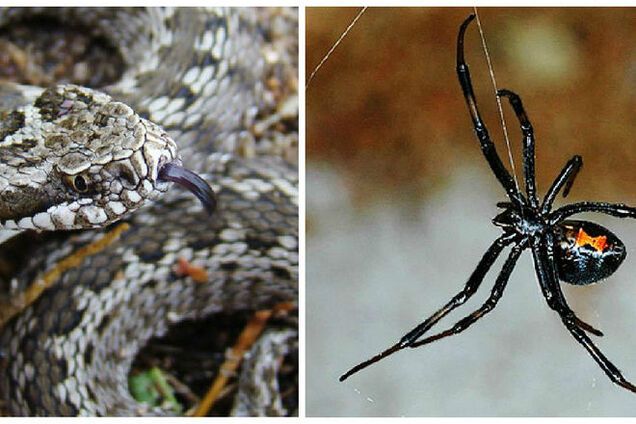 Донбасс ядовитый. Волонтерам и бойцам на заметку