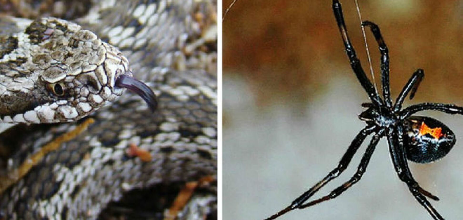 Донбасс ядовитый. Волонтерам и бойцам на заметку