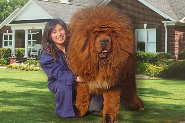 19 огромных собак, которые не знают, насколько они большие