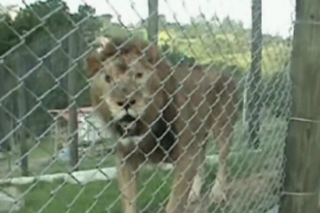 Лев после 13 лет цирка обрадовался свободе на природе: опубликовано видео