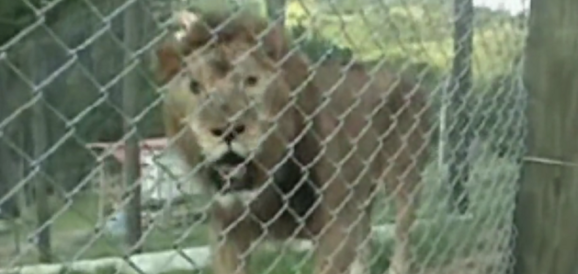 Лев після 13 років цирку зрадів свободі на природі: опубліковано відео