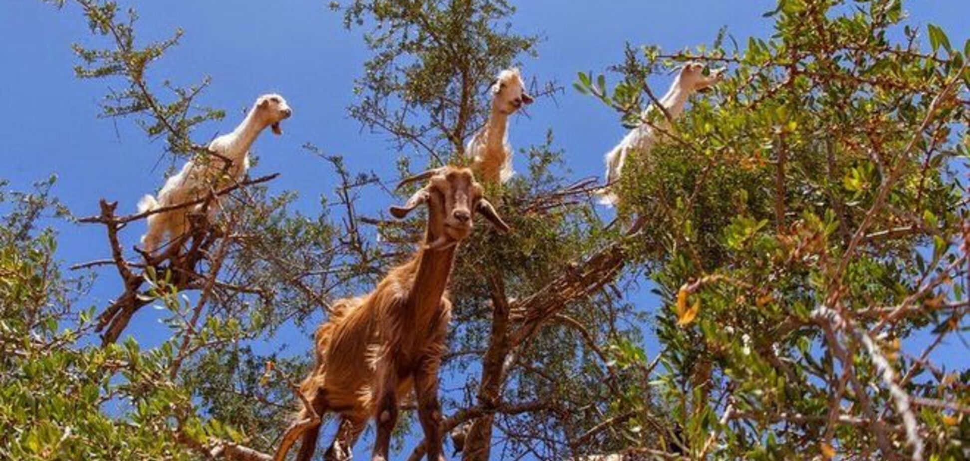 Потрясающие 'козьи' деревья в Марокко