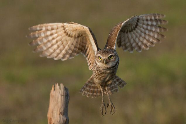 Притча об украинских совах и русском царе