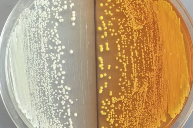 Ученые научились превращать дрожжи в наркотики