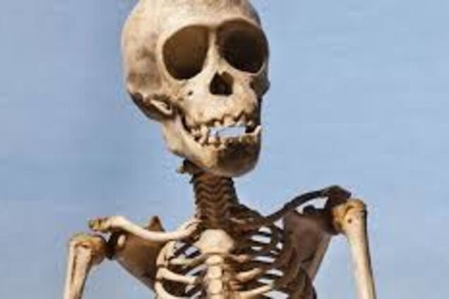 Исследователи нашли причину хрупкости костей человека