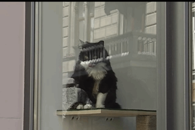 Во Львове переселенцы открыли уникальное 'котокафе'