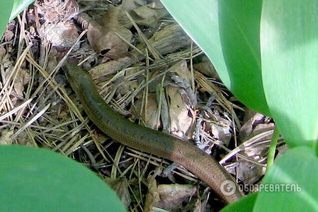 Киевские леса заполонили безногие ящерицы: фотофакт