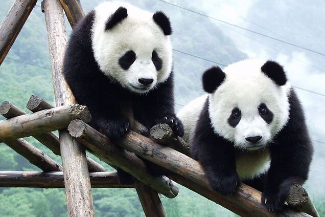 Ученые в панике: панды могут погибнуть из-за обычного бамбука