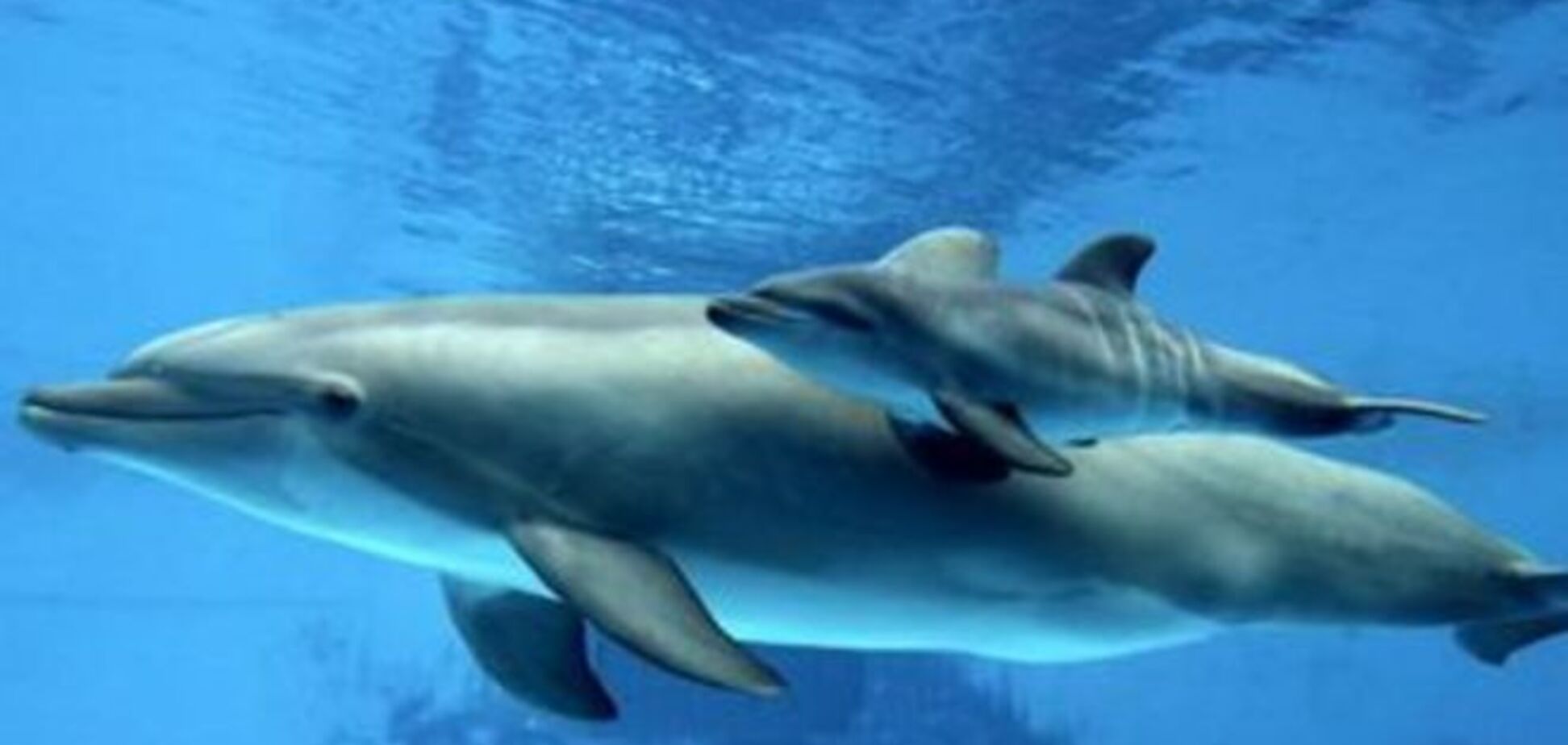 В Одесском дельфинарии родился дельфиненок