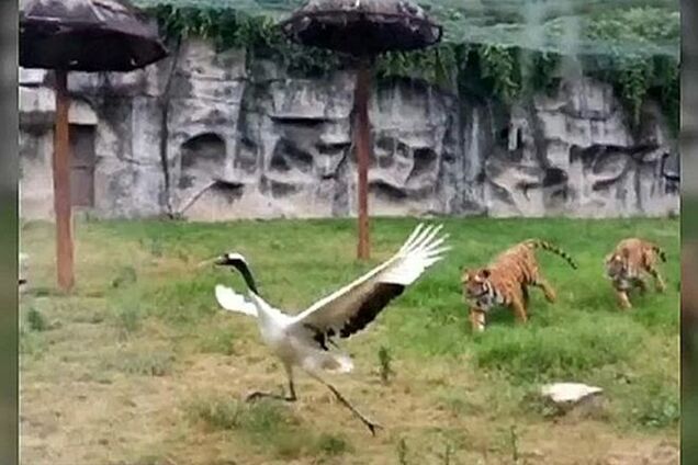 В китайском зоопарке смелый журавль победил двух тигров: видеофакт