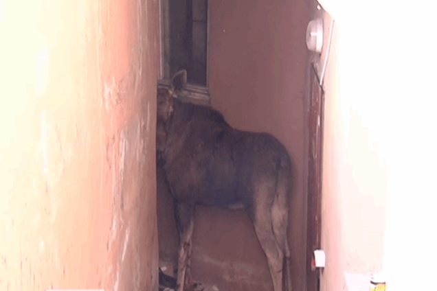 На Киевщине не смогли спасти лося, который попал в 'городские джунгли'