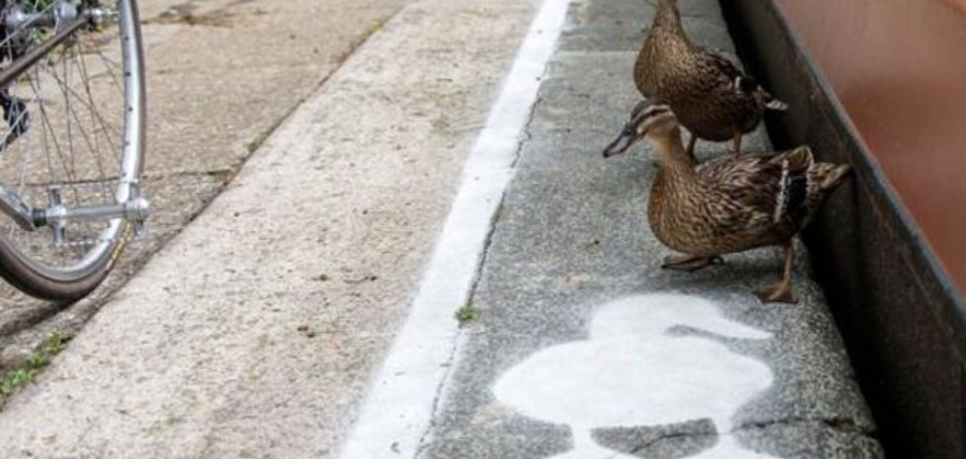 Невероятно, но факт! В Англии появятся дороги для уток