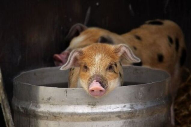 Каких животных чаще всего гуглят в сети, кроме котиков и песиков
