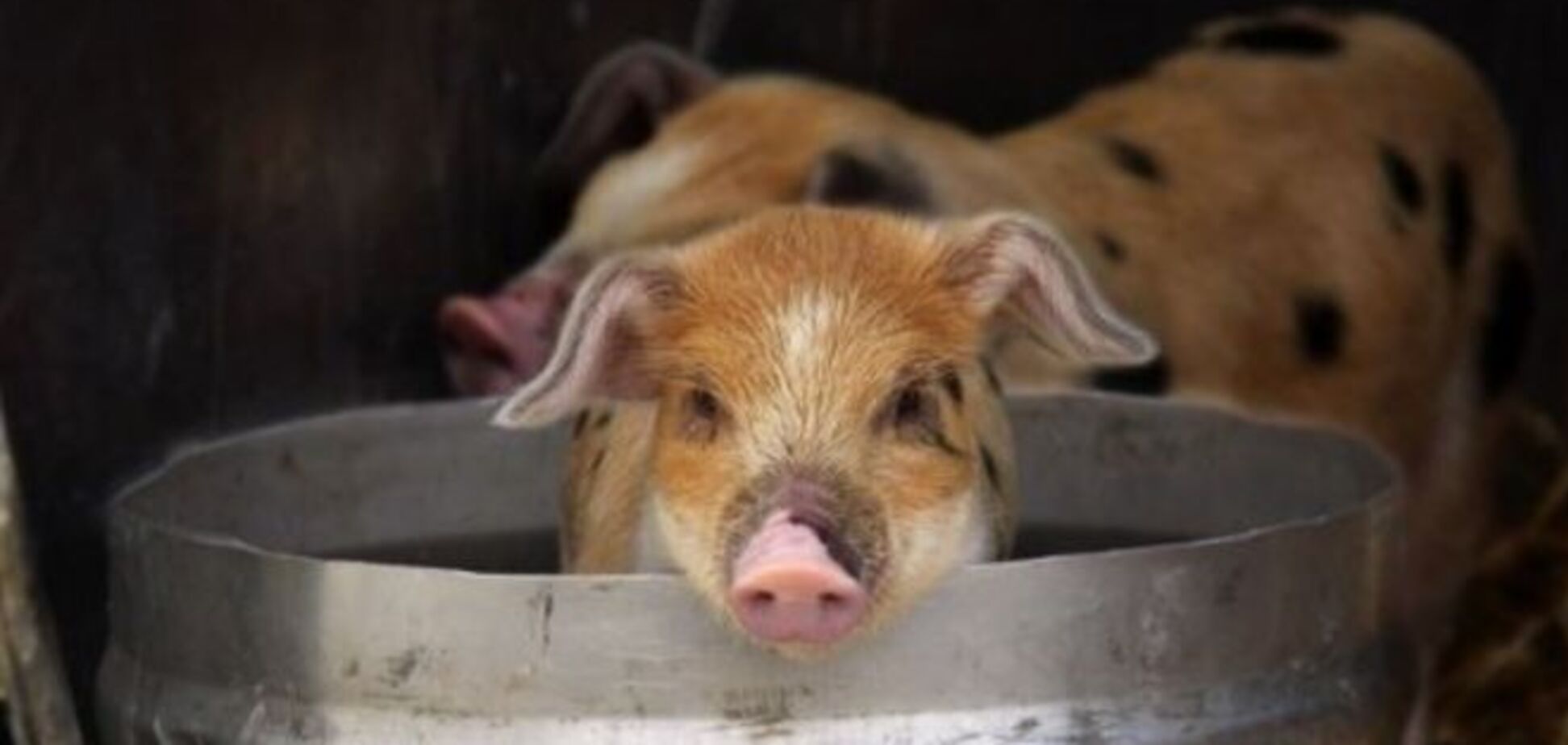 Каких животных чаще всего гуглят в сети, кроме котиков и песиков