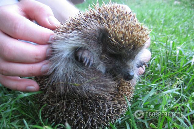 Столичное зверье: в киевском ботсаду расплодились ежики