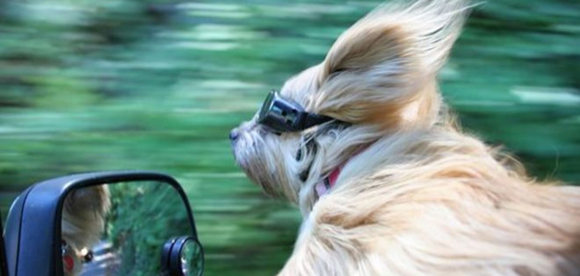 20 смешных собак, которые обожают высовывать голову в окно авто