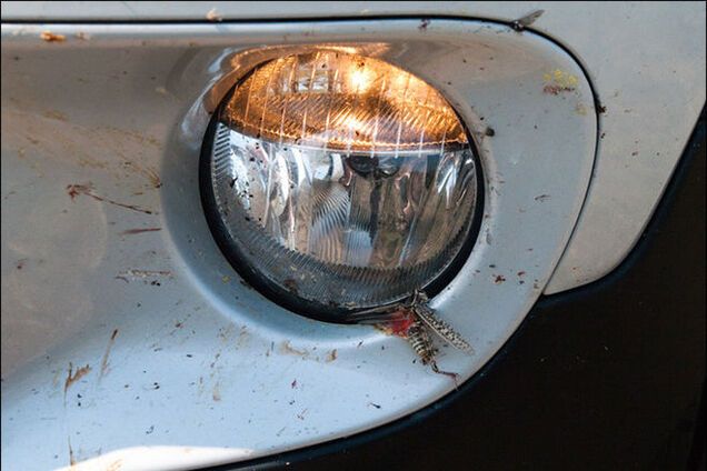 Совет автомобилистам: как отмыть машину от насекомых