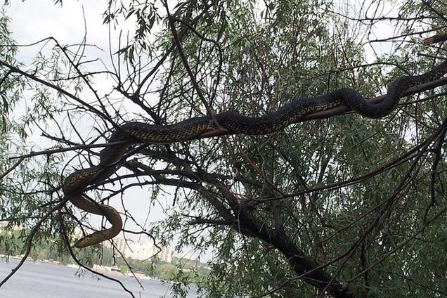 На Хортиці дівчину налякав гігантський змій, що живе на дереві: фотофакт