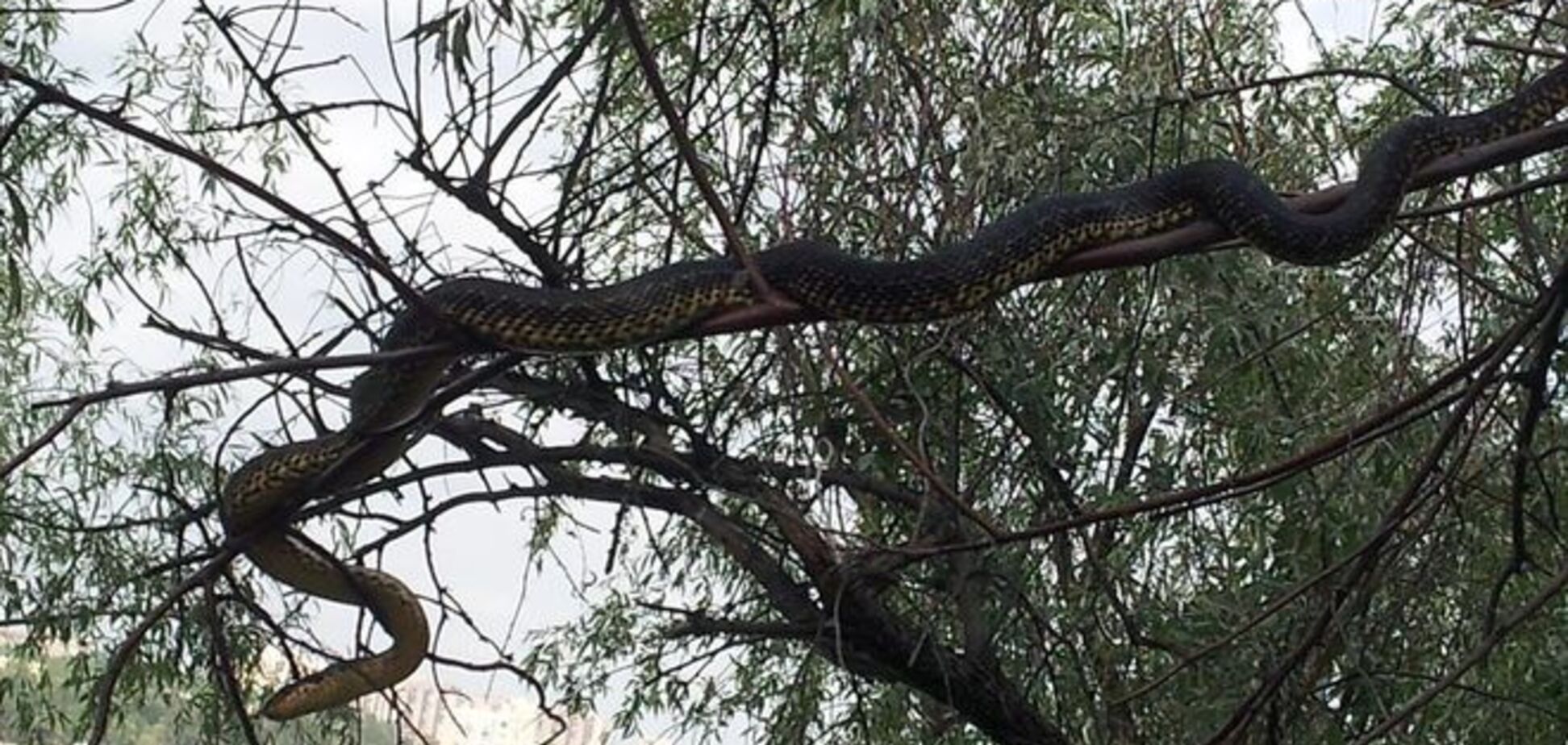 На Хортиці дівчину налякав гігантський змій, що живе на дереві: фотофакт