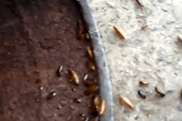 Военным привозят еду в контейнерах, кишащих тараканами: видеофакт