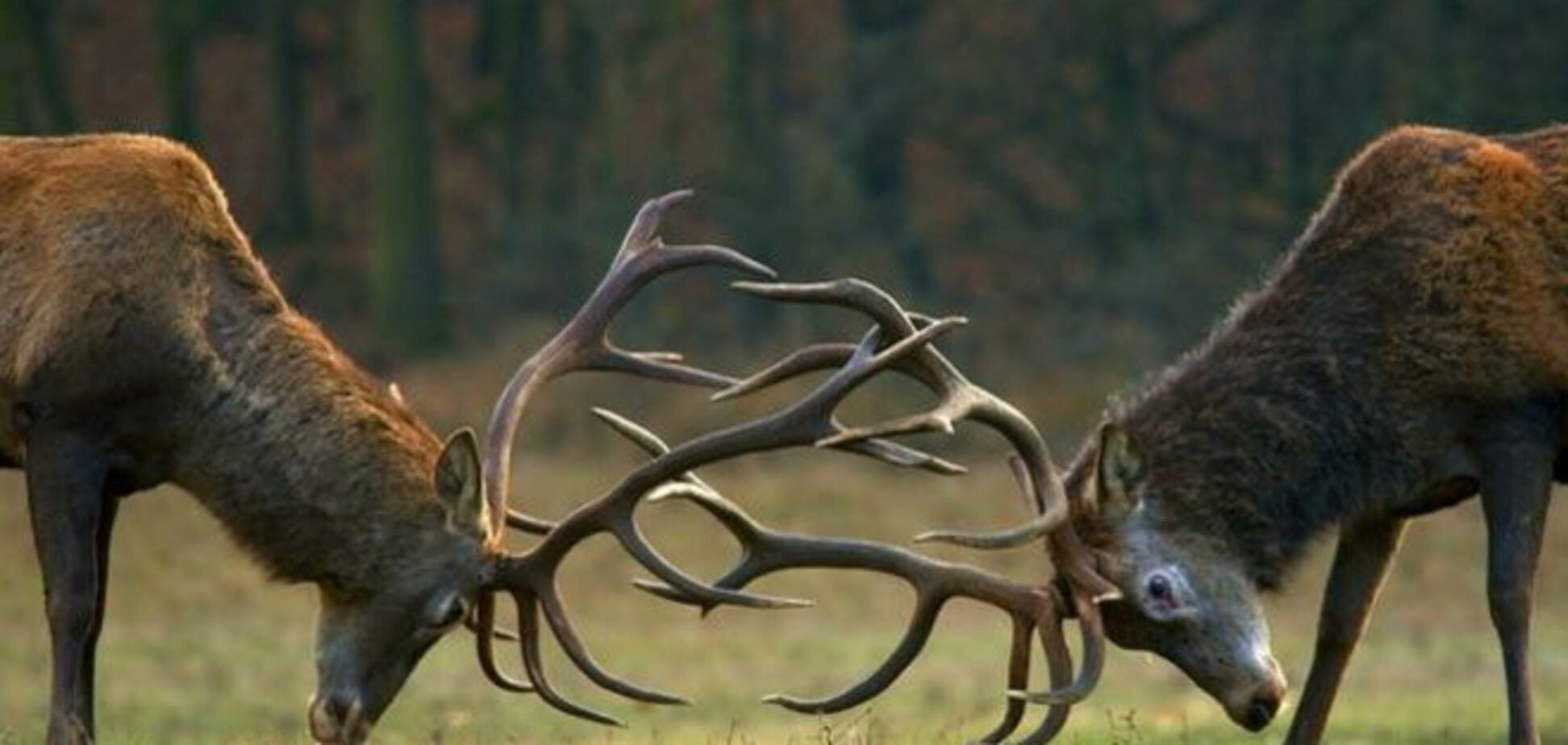 Борьба за власть в России: весеннее обострение – 2015