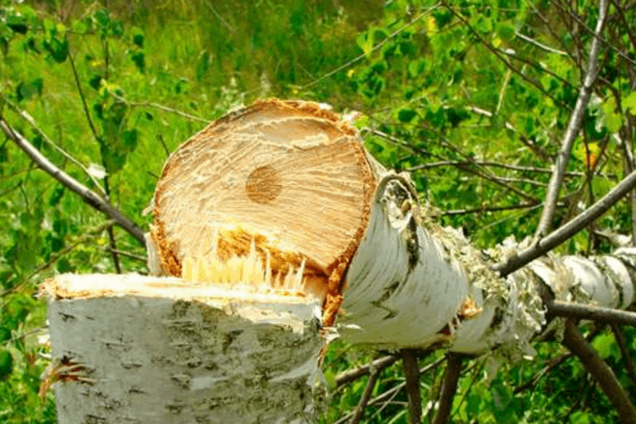 Безруков ридає! Снігурів доїли, взялися за берези: новий 'фейк' від РосЗМІ