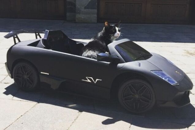 Канадец купил своему коту Lamborghini. Фотофакт