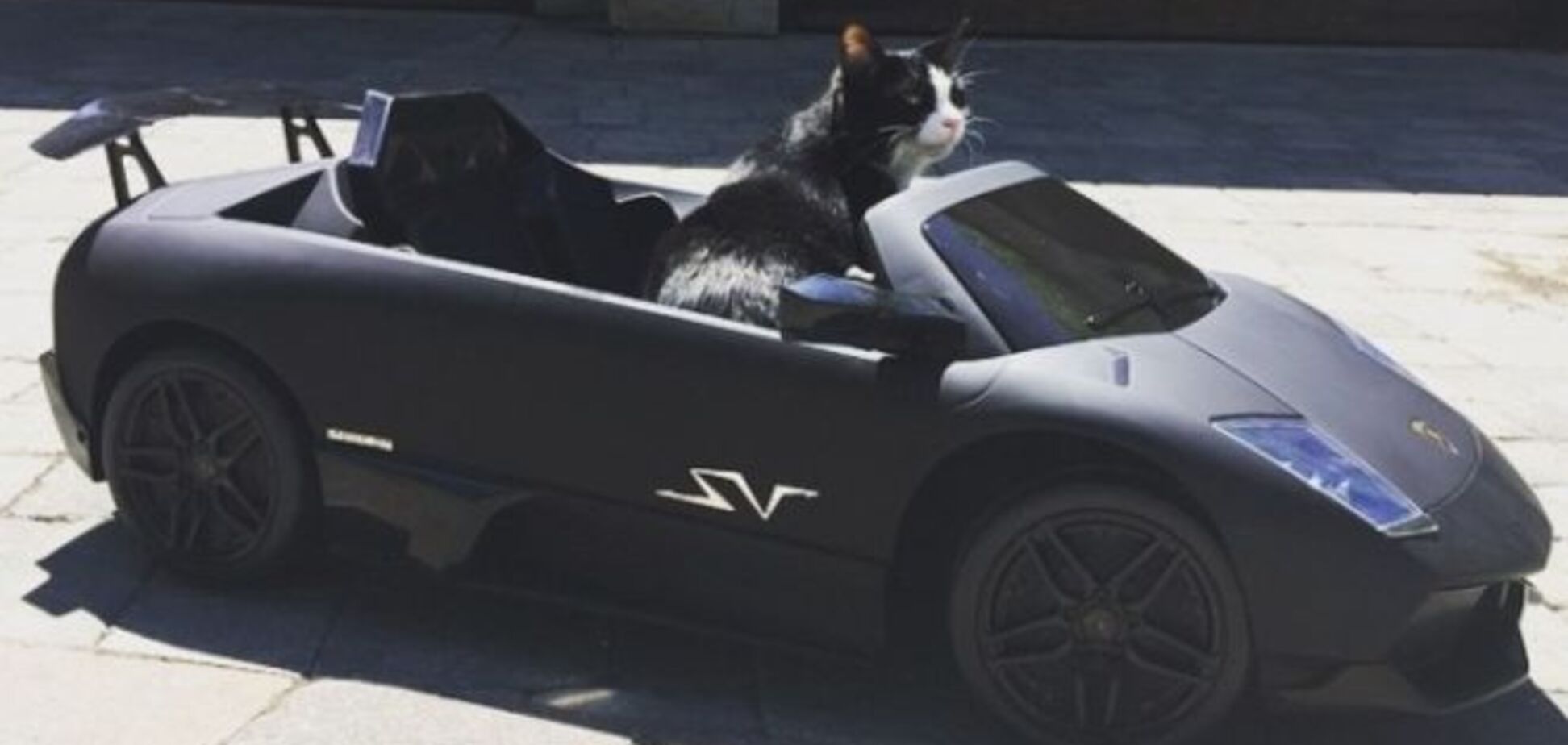 Канадец купил своему коту Lamborghini. Фотофакт