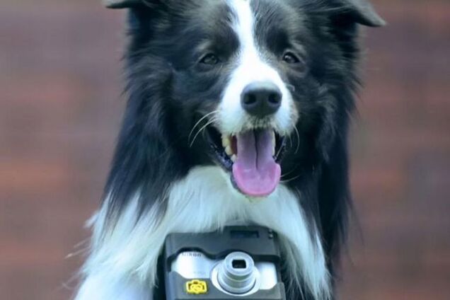 Удивительные снимки, сделанные первой в мире собакой-фотографом