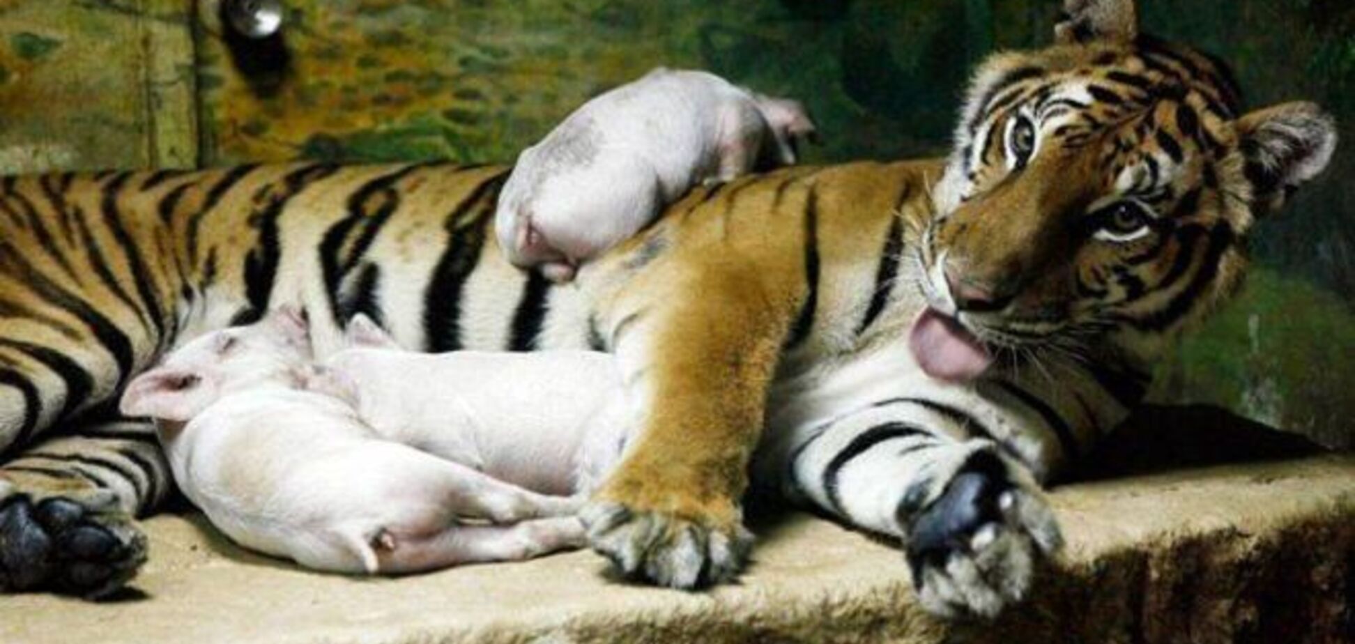 Самые трогательные усыновления среди животных