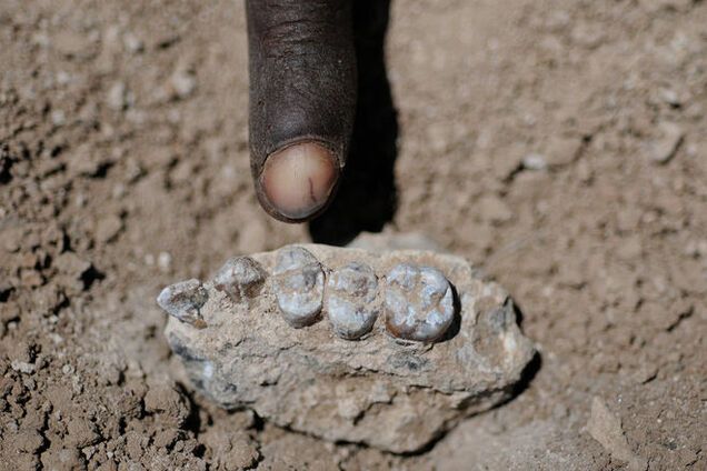 Палеонтологи нашли в Африке останки древних протолюдей